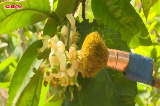 Mùa thụ phấn cho hoa bưởi Thanh Hồng